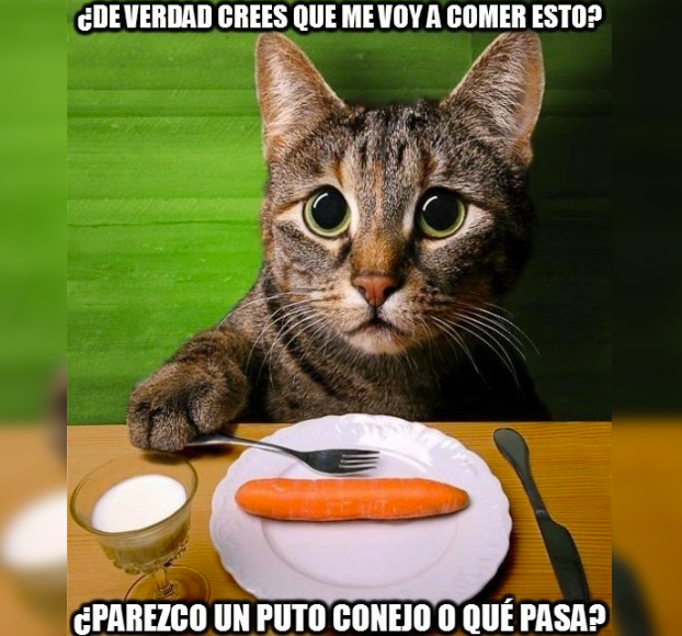 Vuelven A Su Gato Vegano Y Muere