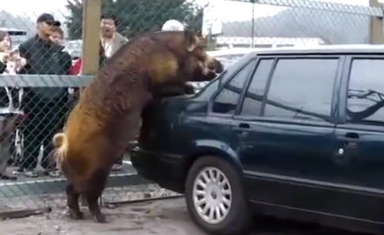 Un jabalí caliente le hace el amor a un Volvo 940