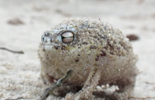 El extraño sonido de la rana de lluvia de Namaqua