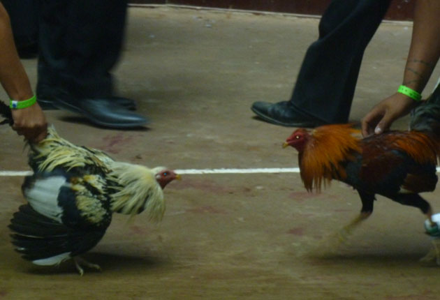 Un gallo de pelea mata a su gallero cuando éste intentaba matar al animal después de perder una pelea