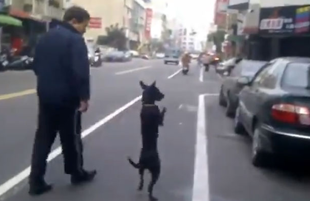 Un hombre obliga a su perro a caminar sobre dos patas como si fuera un humano