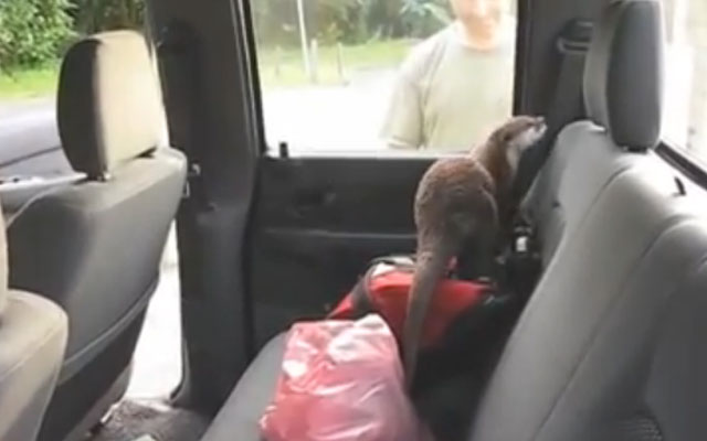 La reacción de una nutria al entrar por primera vez dentro de un coche