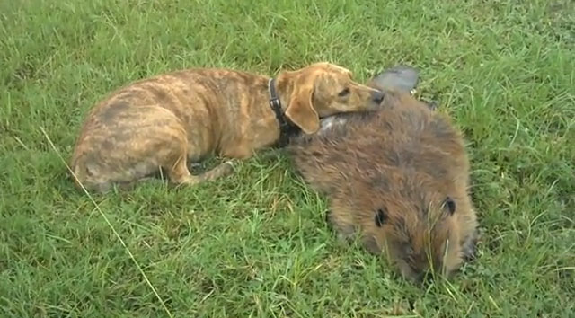 Un perro lamenta la muerte de un castor