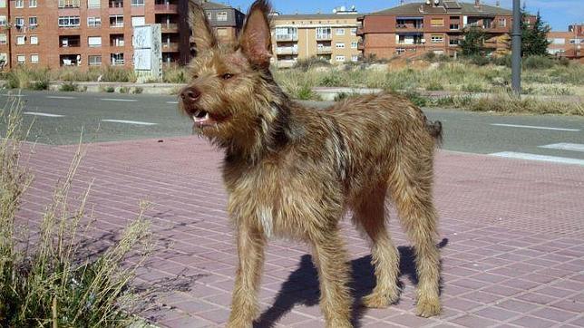 Piden ante el juez una pensión vitalicia para un perro que fue maltratado por su familiar en Teruel