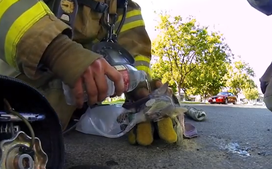 El rescate de un gato por parte de los bomberos visto en primera persona