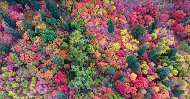 Espectáculo de color cuando el otoño llega a los bosques de Utah