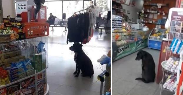 Graban a un perro pidiendo cajas de cartón para hacerse una cama en una estación de autobuses