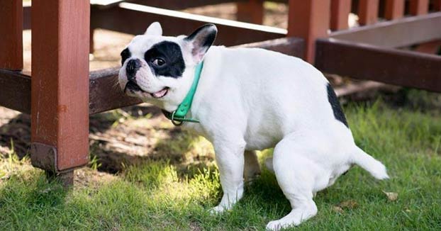 Por qué tu perro te mira cuando está haciendo caca