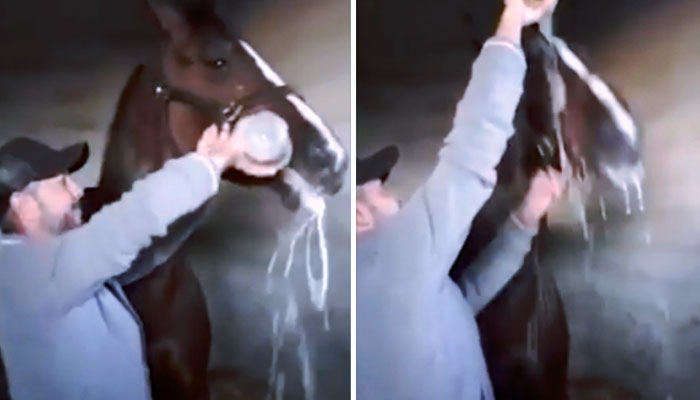Indignación tras las imágenes de un jinete de Manacor obligando a su yegua a beberse una botella de cava