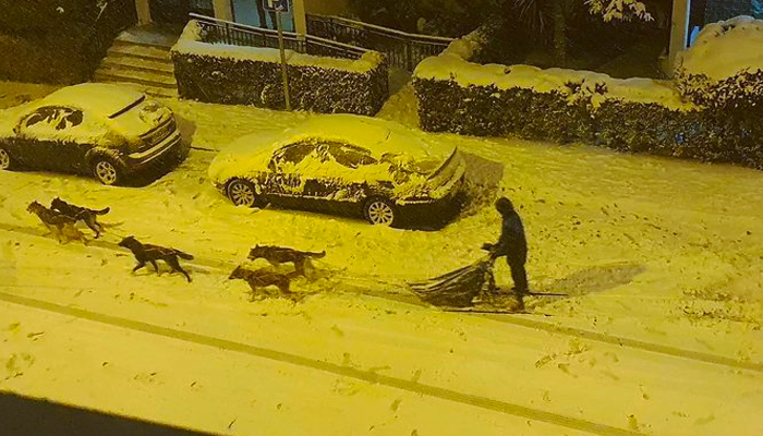 Francisco Javier y sus cinco huskies recorrieron las nevadas calles del madrileño barrio de Hortaleza en trineo