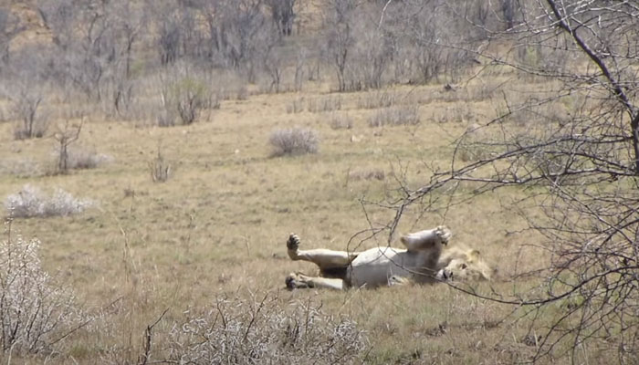 Momento en el que un león sufre un ataque de epilepsia 